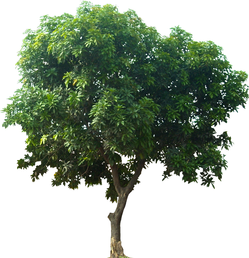 Icon Download Tree - Mango Tree Png (876x900), Png Download