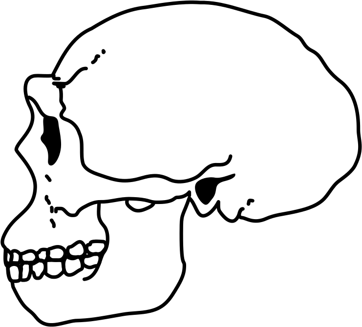 Erectus Skull - Portable Network Graphics (808x767), Png Download