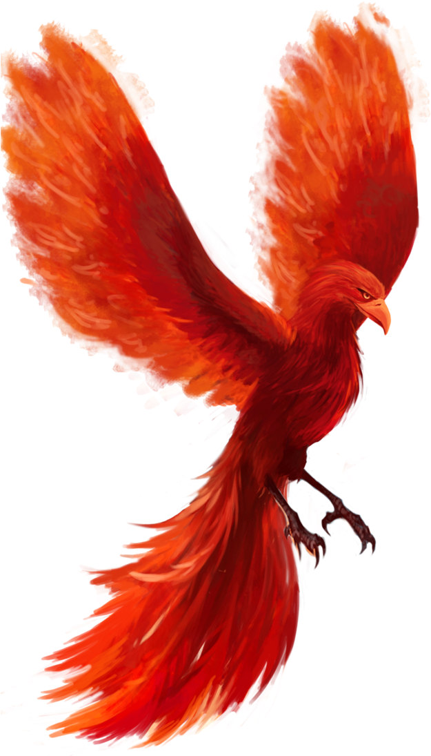 Phoenix Png Hd - Macaw (640x1248), Png Download