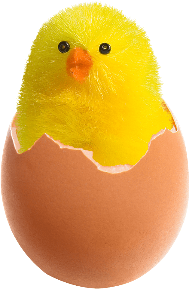 Chicken In Broken Egg Png Image - Chicken In Egg Png (500x716), Png Download