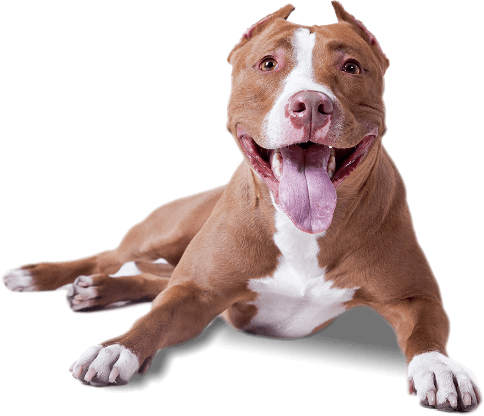 Download - American Pitbull Terrier Png (999x858), Png Download