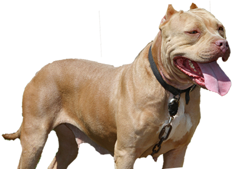 Striving To Become The Foremost American Pit Bull Terrier - Bitch Pitbull (471x335), Png Download
