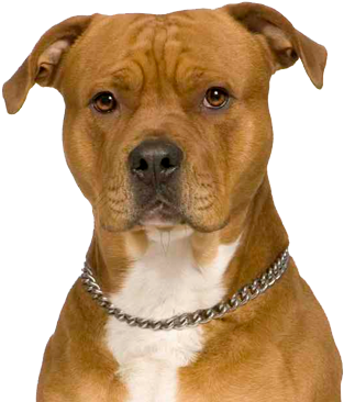 Perro Pitbull Png - Perro Bull Terrier Png (371x375), Png Download