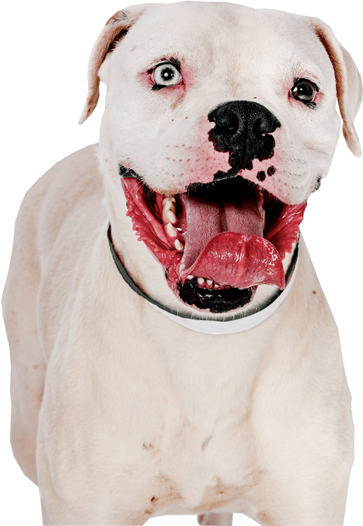 Pit Bull Terrier Png Image - Pitbull With Transparent Background (538x741), Png Download