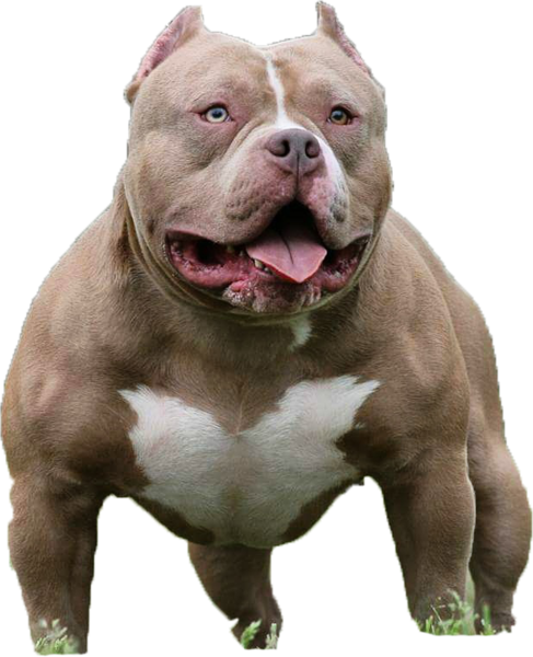 American Bully Pitbull Png (487x600), Png Download