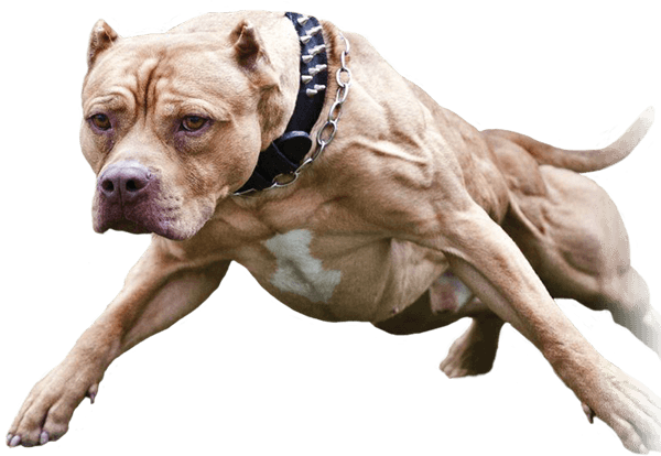 Pin Pitbull Png Do It On Pinterest - Amerykański Pit Bull Terrier (600x414), Png Download