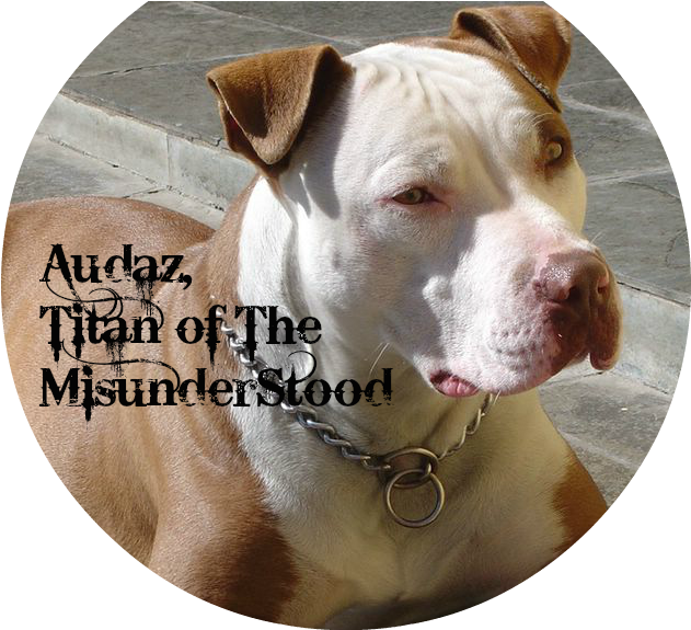 Cachorro Pitbull 8 - Tipos De Pitbull Red Nose (864x675), Png Download