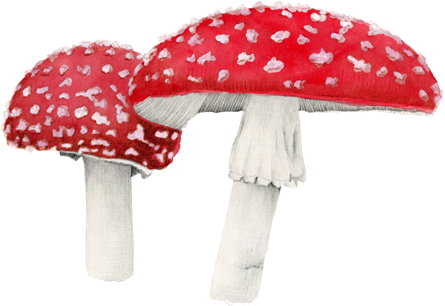 Amanita Muscaria Png Free Download - Amanita Png (1000x750), Png Download