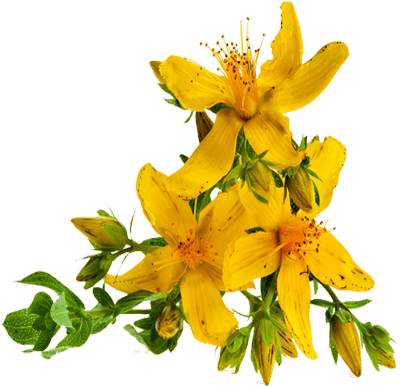 Hipérico - St John's Wort Png (410x410), Png Download