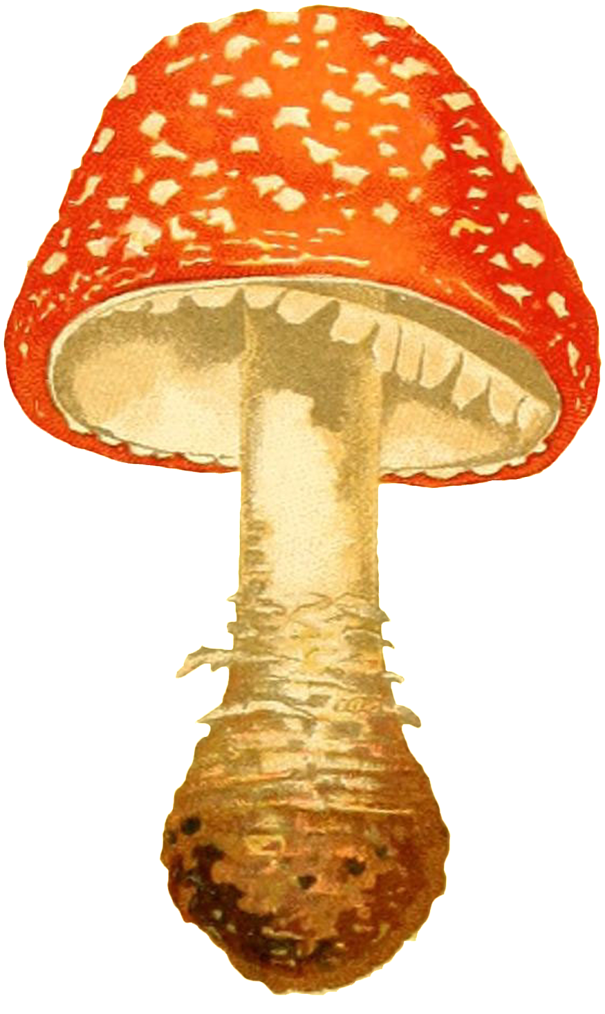 Hand Painted Orange Red Mushroom Transparent Decorative - Fly Agaric (1024x1563), Png Download