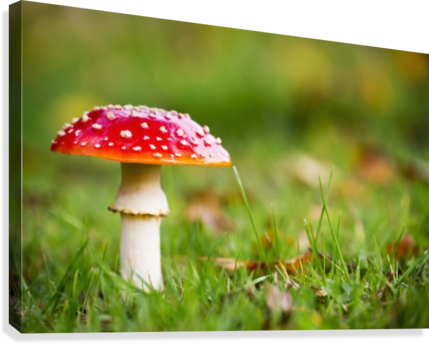 A Red Mushroom In The Grass - Red Mushroom In The Grass Northumberland England Canvas (429x344), Png Download
