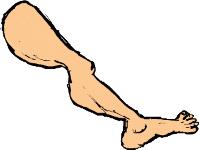 Legs Clipart Arm Leg - Leg Clipart Transparent Background (636x480), Png Download