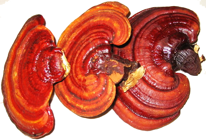 Black & Red Reishi With Shiitake Mushroom - Mushroom For Immune System (793x541), Png Download