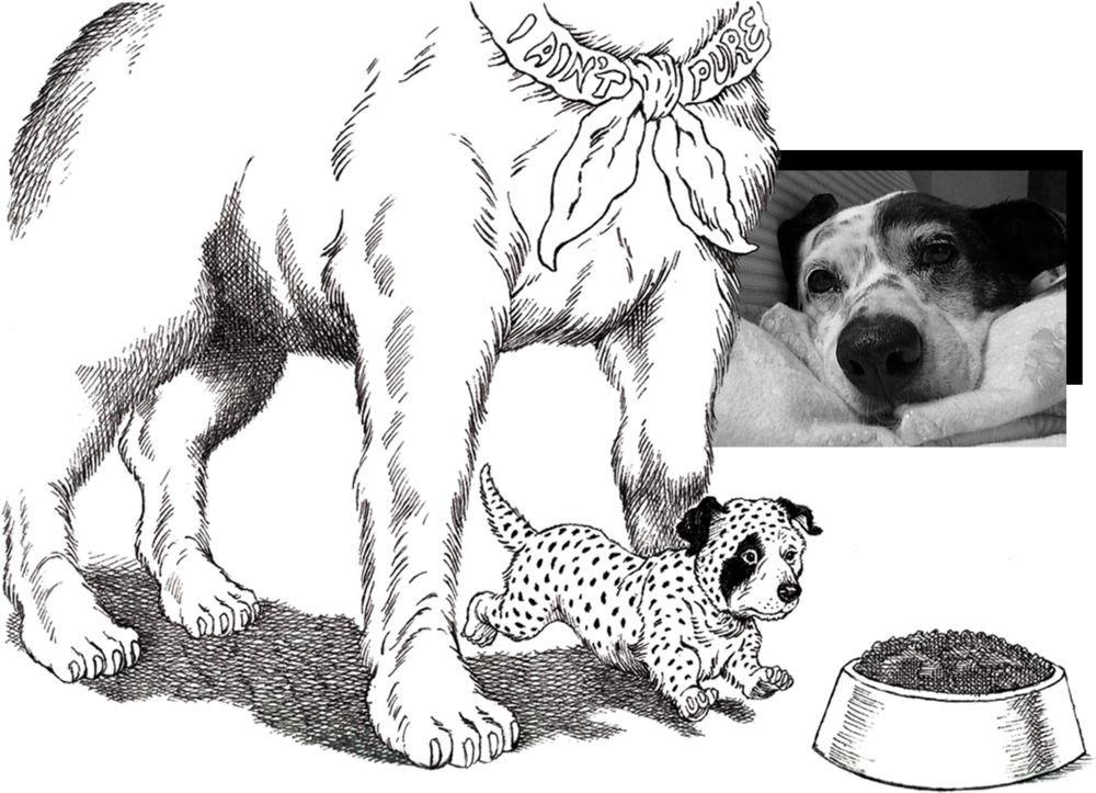 Slinky-collage - Portable Network Graphics (1000x723), Png Download