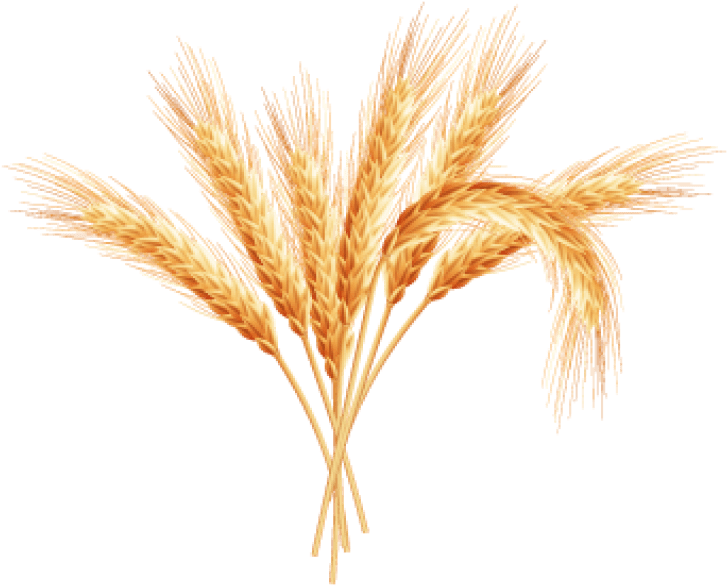 Free Png Wheat Png Images Transparent - Wheat With Clear Background (850x638), Png Download