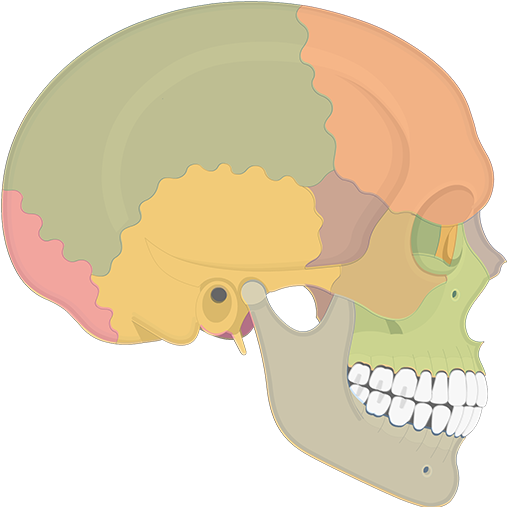 Skull (1200x630), Png Download