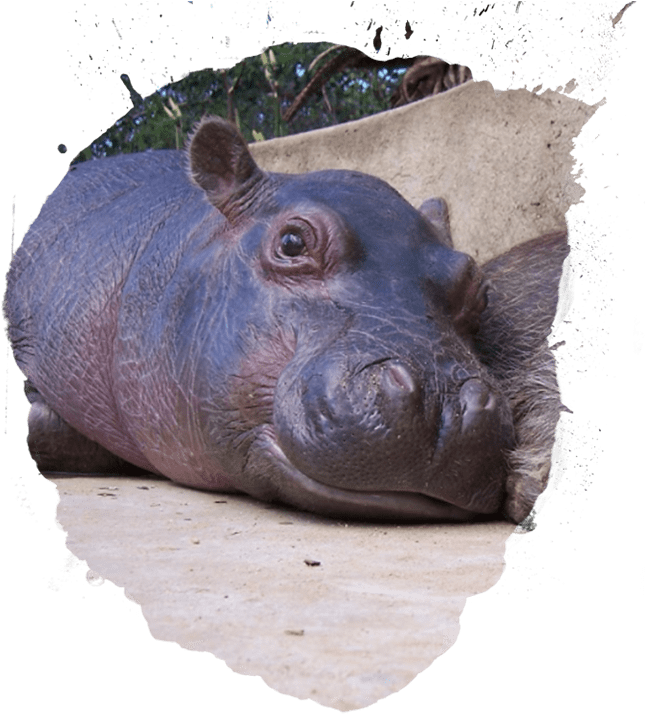 Baby Hippo - Infant (660x715), Png Download
