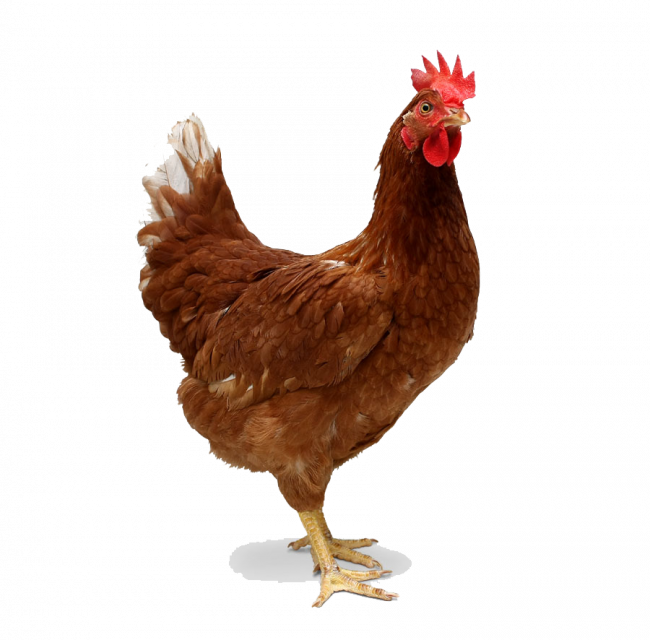 Chicken Png (650x640), Png Download