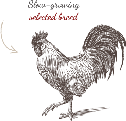 Raza Seleccionada - Sketch Of A Rooster (600x450), Png Download