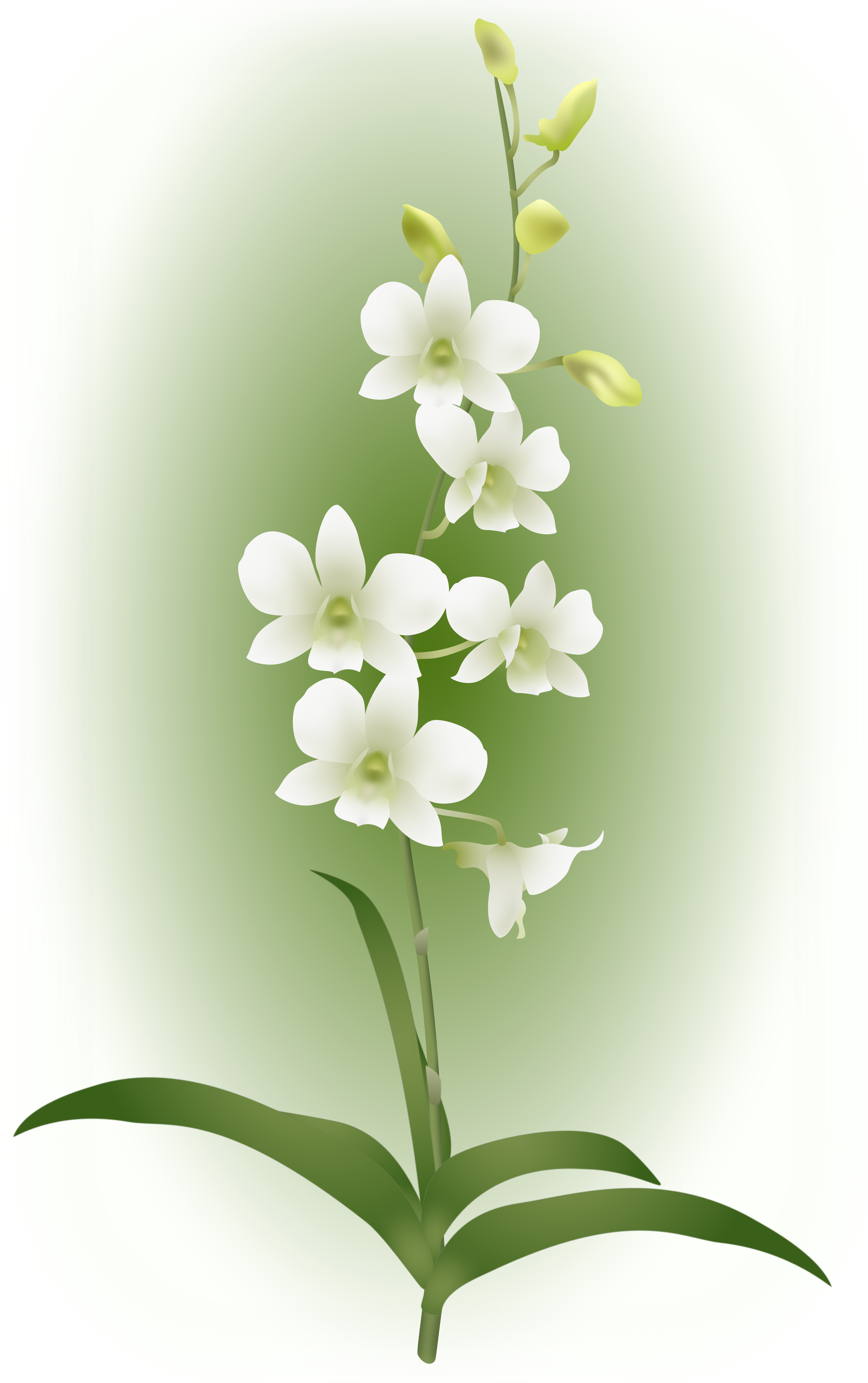 It Was Named In Memory Of Diana, Princess Of Wales - Orchids (4080x6500), Png Download