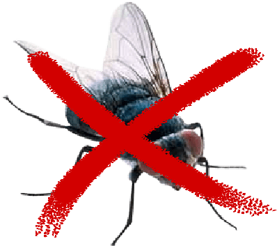 Metodos Para El Control De Plagas De Moscas - Musca Domestica (516x418), Png Download