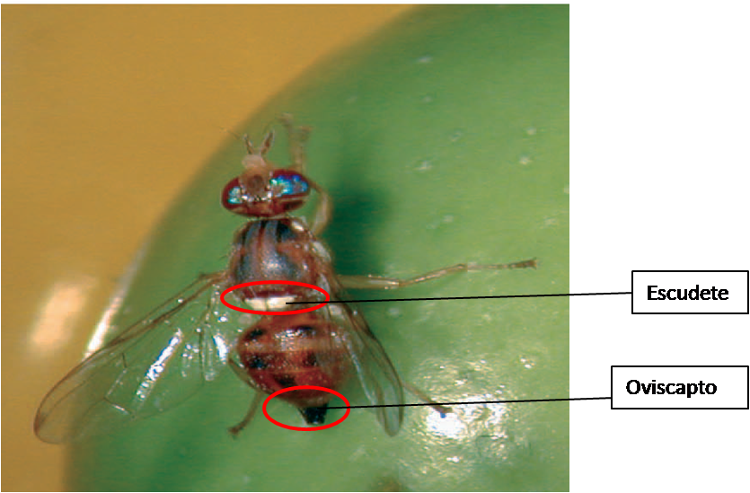 El Huevo Es De Color Blanquecino, Ovoide Y Alargado - Mosca Del Olivo (835x549), Png Download