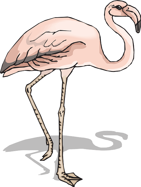 Flamingo Sketsa (450x593), Png Download