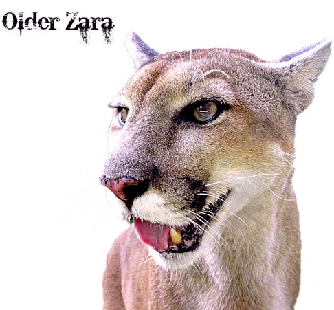 Panther Portrait Transparent Sabrina Wheeler Transparent - Pink Cat (600x450), Png Download