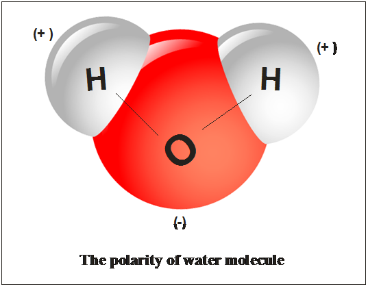 The Polar Nature Of The Water Molecule Tends To Attract - Water Molecule (537x419), Png Download
