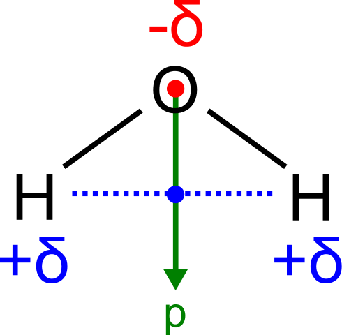 Dipole Moment Of A Water Molecule - Water Dipole (490x480), Png Download