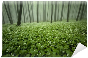 Blooming Forest With Fog And Flowers On The Ground - Nonverbal Communication For A Lifetime (400x400), Png Download