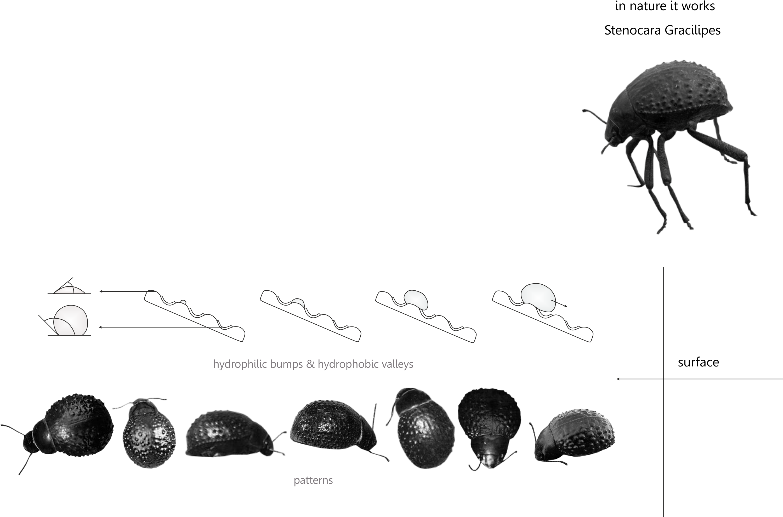 A Great Example Of Natural Fog Harvesting Is The Namibian - Blog (3409x1991), Png Download