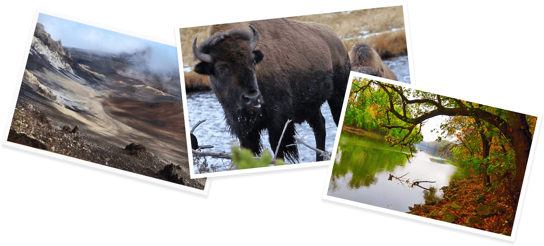 Understanding Alien Life Through Mount Rainier - Bull (1920x885), Png Download