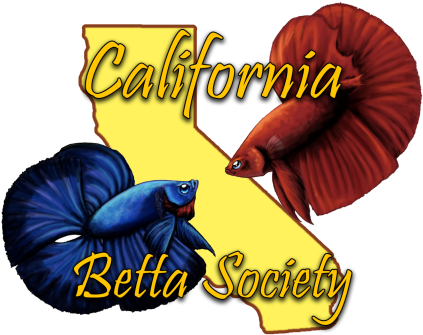Cbs Information - Scoop Neck (445x360), Png Download