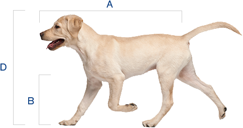 Calculate - Labrador 4 Months (500x260), Png Download