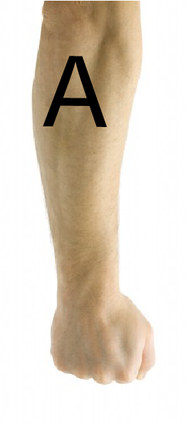 Http - //i - Imgur - Com/pvlug44 - Forearm Outside (401x800), Png Download
