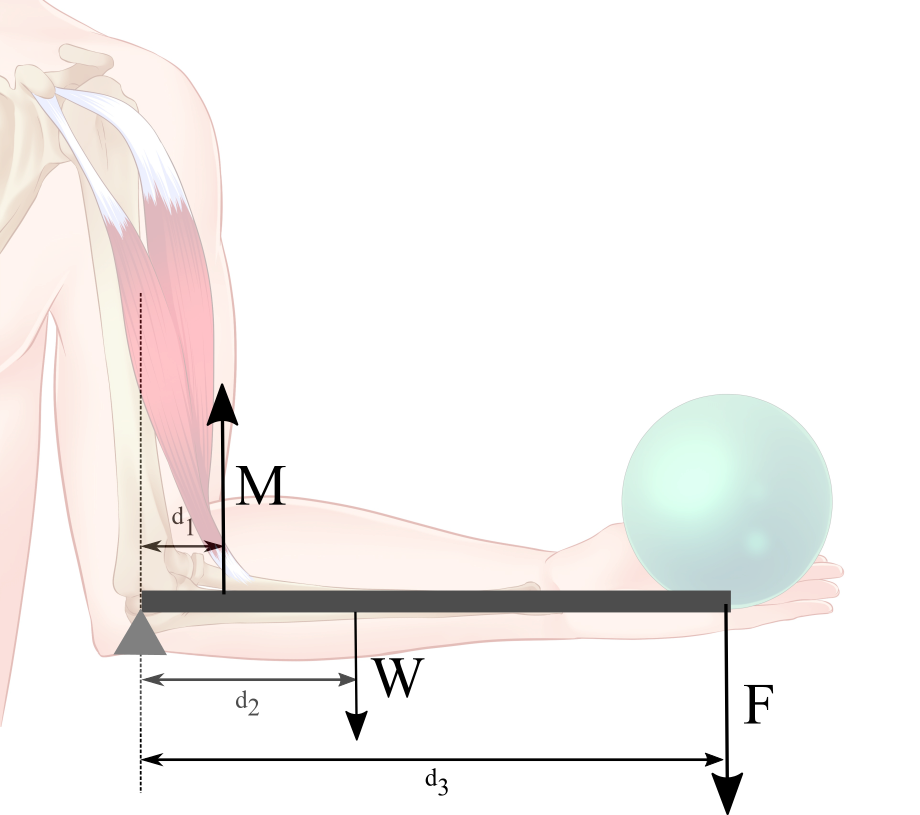 1) Using The Numerical Values Stated In The Problem - Muscle (920x815), Png Download