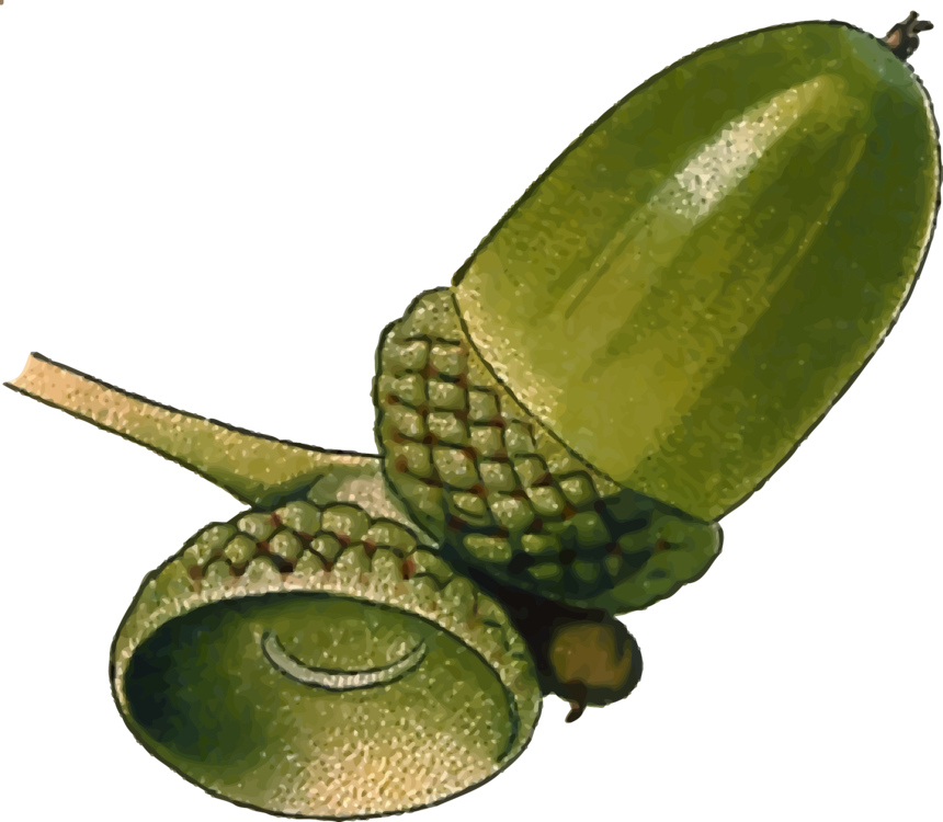 All Photo Png Clipart - Oak Acorn Clipart (860x750), Png Download