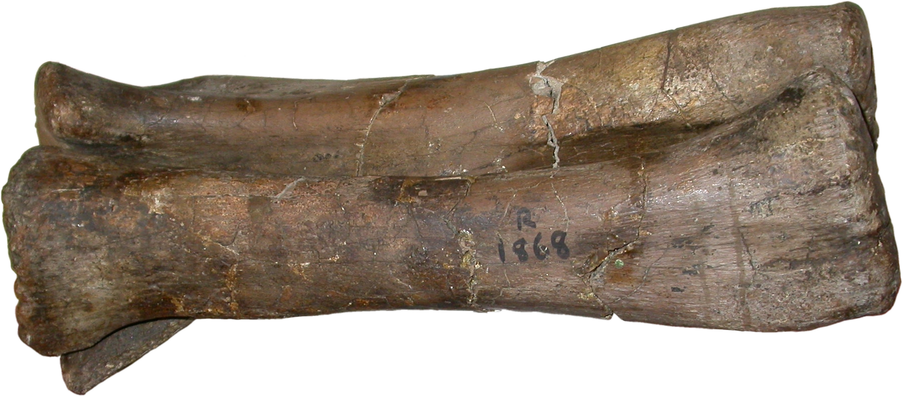 Left Forearm Of - Pelorosaurus Becklesii (1805x795), Png Download