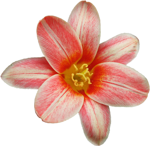 Flower Png Pack By Midi96-d5awnkw - Zazzle Schwarze Kreise U. Blumen Iphone 8/7 Hülle (500x483), Png Download