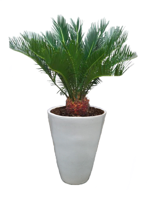 7sago-palm - Types Of Palm Trees (480x680), Png Download