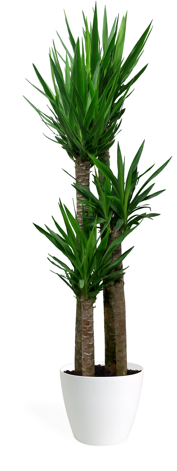 Yucca Cane Staggered Large - Yucca (700x1594), Png Download
