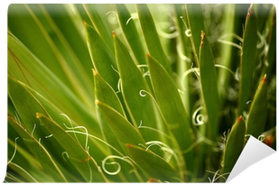 Harriman's Yucca Plant Wall Mural • Pixers® • We Live - Art (400x400), Png Download
