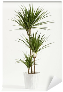 Yucca Plant Potted In A Container Wall Mural • Pixers® - Plant Yuka (400x400), Png Download
