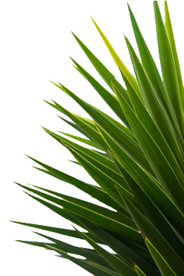 Editing, Nature, And Plant Image - Leaf (305x423), Png Download
