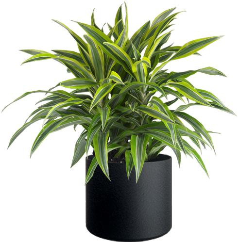 Download Lemon Lime Plant Dracaena Deremensis Lemon Lime Full Size Png Image Pngkit