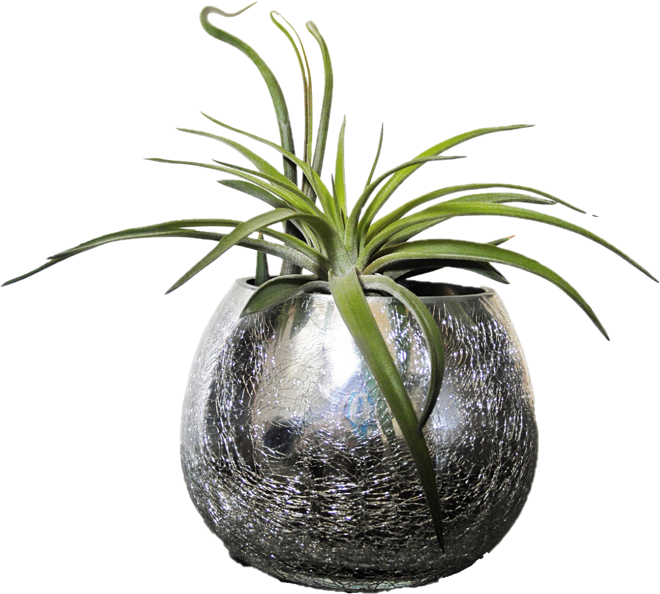 Tillandsia (1602x1660), Png Download