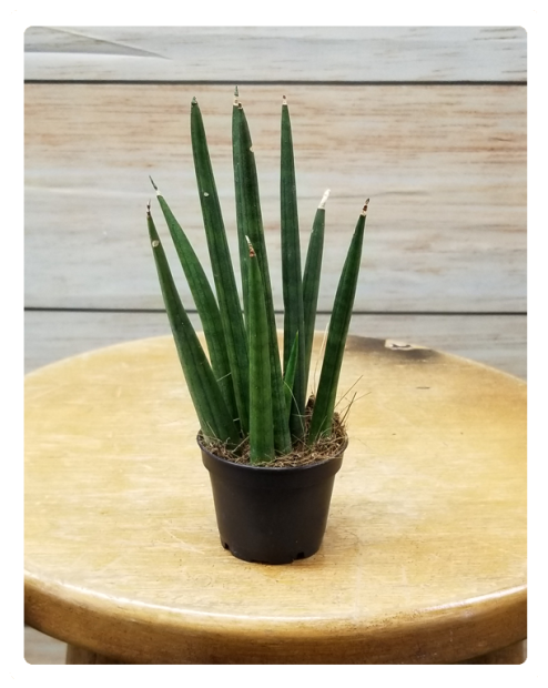 Mini Succulent 3" Potted Plant - Succulent Plant (524x640), Png Download