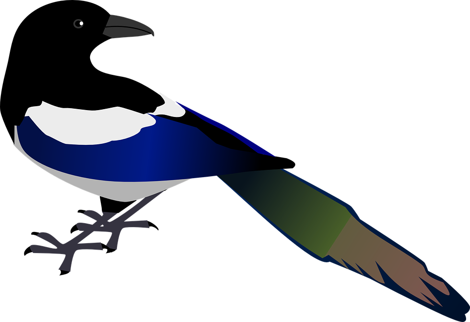 Crow Clipart Urraca - Magpie Clipart (960x658), Png Download