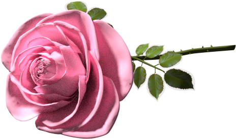 A Good Old Memory - Garden Roses (587x584), Png Download